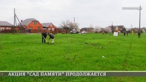 Кореновск.Акция "Сад памяти" продолжается.