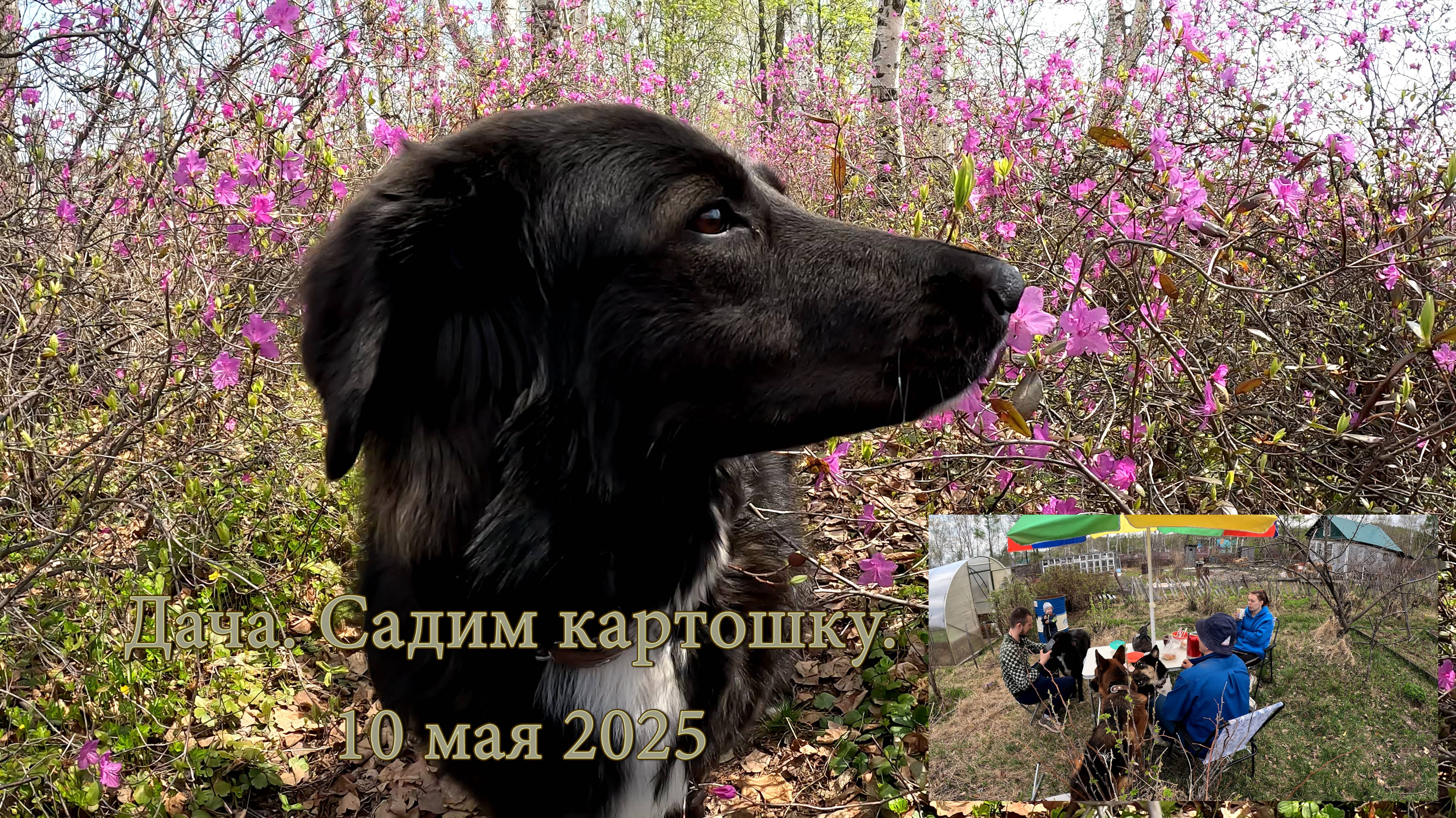 Дача. Садим картошку. 10 мая 2025