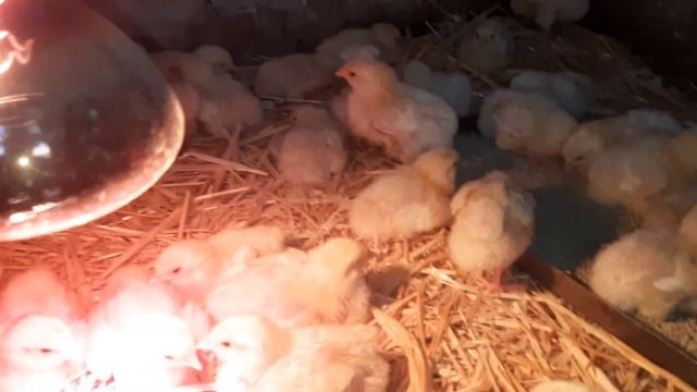 Первая неделя жизни Бройлера Выращивание бройлеров .У смотреть онлайн