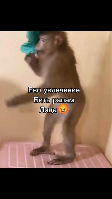 Юра,Юра #а4 #monkey #обезьяна #рап #брад #брад #пон #omega #прико смотреть онлайн