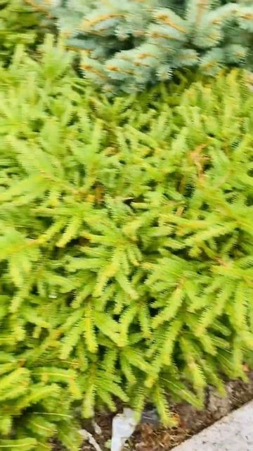 Питомник 🌲в Балашихе,МО) продажа в группе телеграмм,( смотреть онлайн