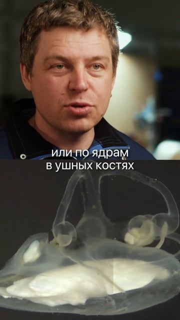 Как БЫСТРО определить возраст рыбы? #узв #рыба #рыбак #рыбалка #рыбаки #форель #лосось #щука #карп смотреть онлайн