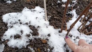 ОБРЕЗКА ДРЕВОВИДНОЙ ГОРТЕНЗИИ ОСЕНЬЮ.