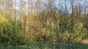 11 мая, холодрыга продолжается. Пересаживаю пчёл. Сделал пасеку на сотке, надо заселить 5 семей