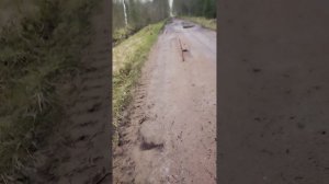 11-05-2025 Питание, полумарафон 29км,снег,плавоние в процессе полумарафона