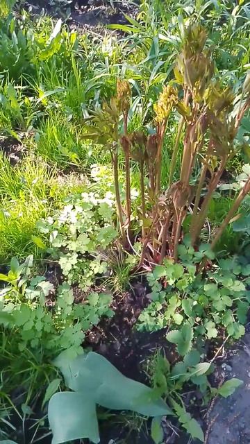 весна в Новосибирске. #ландшафтныйдизайн #хосты#спире? смотреть онлайн