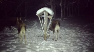 #Лосиное приветствие