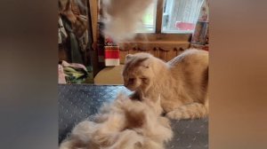 экспресс-линька для коти❤️