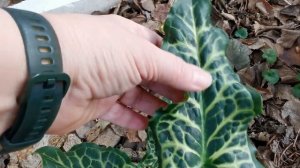 Зимний многолетник - аронник