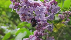 Почётный караул 9 мая 2025 года