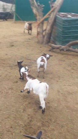 🐐 сбросила "хвост" мастерски 😁