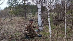 oxota.prof Вкус весны! Как правильно собрать берёзовый сок без вреда для дерева.