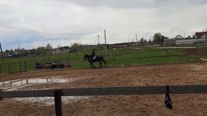 Лошади