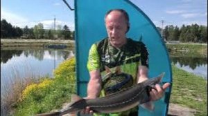 Осётр и форель 9 мая 2025