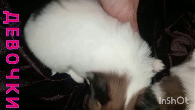 Щеночки папийона 1 мес