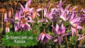 Ботанический сад. Кандык (2025)