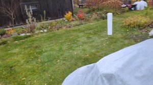 31.10.24.Дача..Укрываем розы и азалии на зиму..