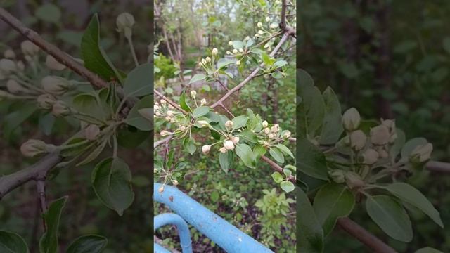 хрупкая красота весны