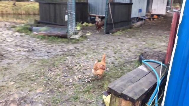 Петя!!! Тревога. смотреть онлайн