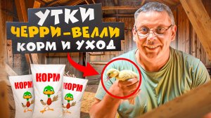 Начинаем новый сезон! 🌱 Утки Черри-Велли 2025: кормления и содержания #МоеПодворье