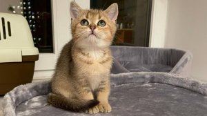 Сильвер в детстве.