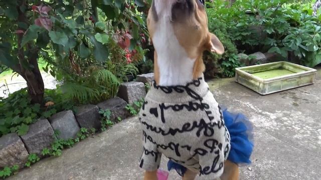 Платье для французского бульдога  Лило