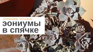 №191 Эониумы в спячке