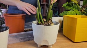 Желтеют и сохнут листья у большого замиокулькаса: 5 пр?