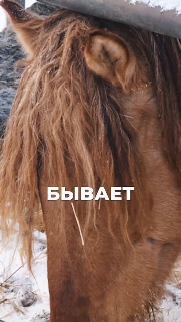 Как построить прибыльный бизнес на овцах? #бизнеснасе?