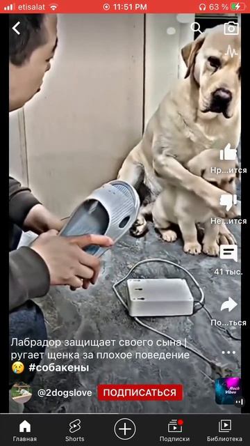 🥲 у собак тоже есть чувства смотреть онлайн