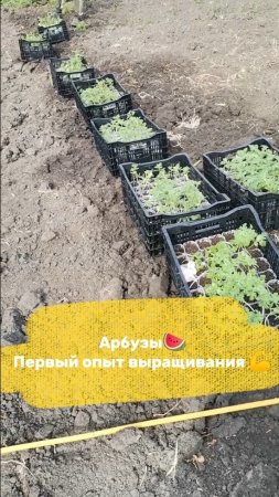 Арбузы без укрытия, сразу в землю