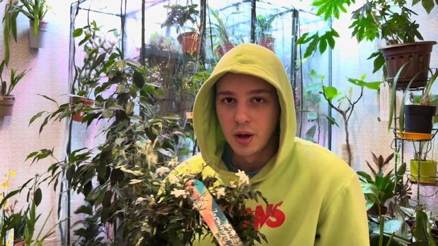 Жасмин полиантум. Уход смотреть онлайн