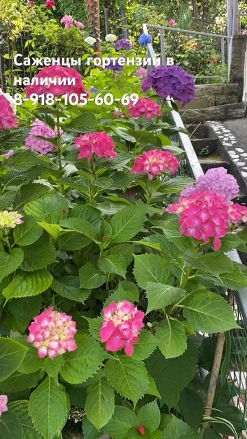 Крупнолистная гортензия цветение июль 2024🌺 #гортензи? смотреть онлайн