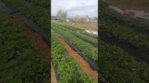 Последствия заморозка