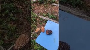 Отличия шишок кедровых от сосновых. Каракольские озёр