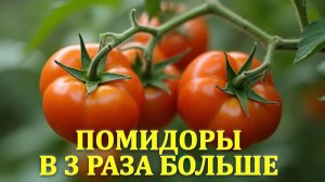 🔥 "Помидоры с ума сойдут от этой подкормки! Урожай в 3 раза больше!" 🍅🚀