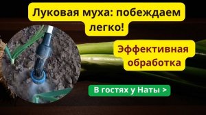 СПАСАЕМ ЛУК от мухи! 100% защита без химии