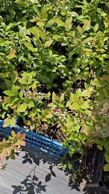 Саженцы голубики в наличии от 350р смотреть онлайн