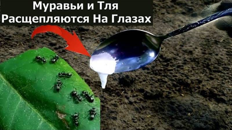 Как быстро избавиться от муравьев и Тли в огороде Самое эффективное средство от муравьев и Тли 72