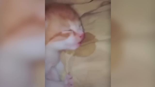От $TRUMP к $MELANIA: Быстрый разбор ⚡️ Hamster Academy