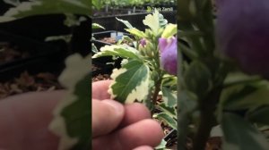 Гибискус Ван Гог