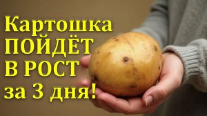 🔥 "Картошка вырастет гигантской! Чудо-подкормка для богатого урожая!" 🥔🚀