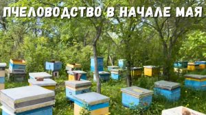 Пчеловодство в начале мая: работа пчел и планы на будущее!