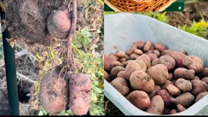 🟣КАРТОФЕЛЬ ПОД СЕНОМ🟢ГОТОВИМ ГРЯДКИ 🥔