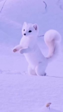 Опа опа опа горностай танцует 😍👍#топ