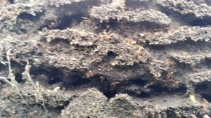 Колония муравьев.