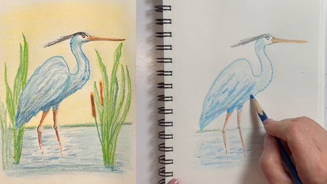 Голубая цапля, как нарисовать цветными карандашами смотреть онлайн