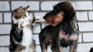 Пёс хотел дружить… но кошка из мафии😼