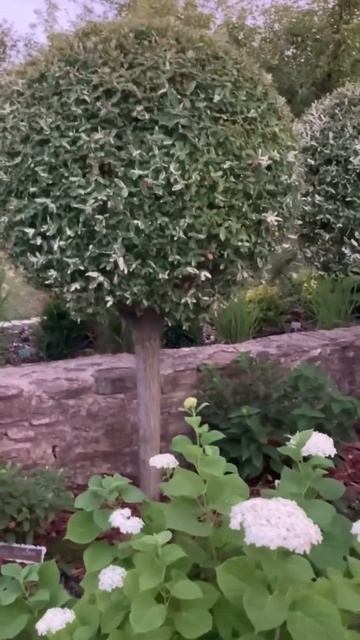 arboresсеns#annabelle #hydrangea#hortensia#гортензия#garden#гортен? смотреть онлайн