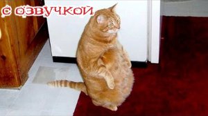 Приколы с котами! - С ОЗВУЧКОЙ! Самые смешные животные! СМЕШНЫЕ КОТЫ!